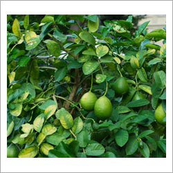 Lime Oil Cas No: 8008-26-2.