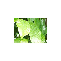 Green Mace Oil