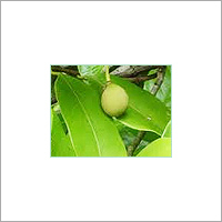 Nutmeg Oil Cas No: 8008-45-5.