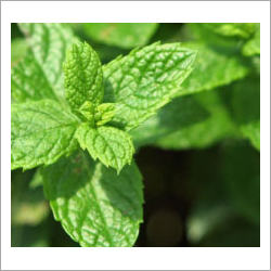 Spearmint Oil Cas No: 8008-79-5.