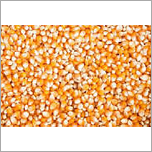Yellow Maize