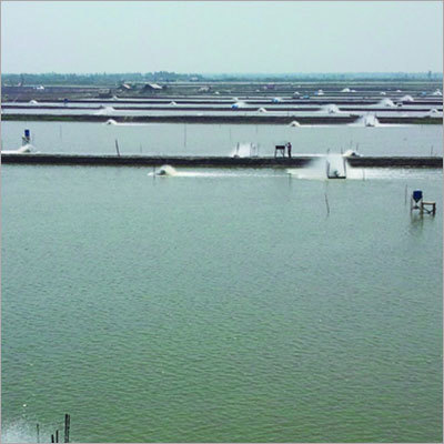 Soil Probiotics-for Removal of Sludge