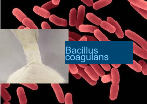 Bacillus coagulans sc208