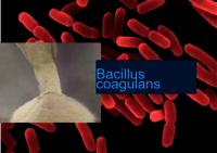 Bacillus Coagulans (lacticacid Bacillus)