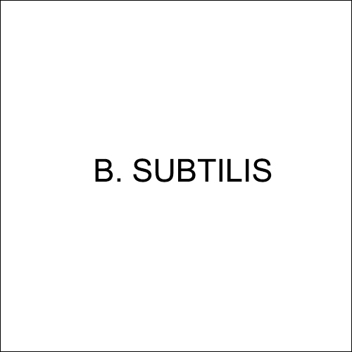 Bacillus Subtilis