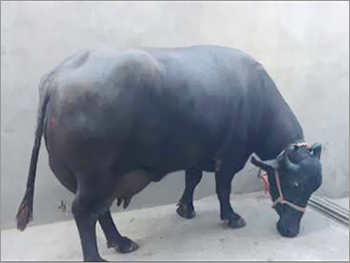 Dairy Buffalo Dairy Buffalo