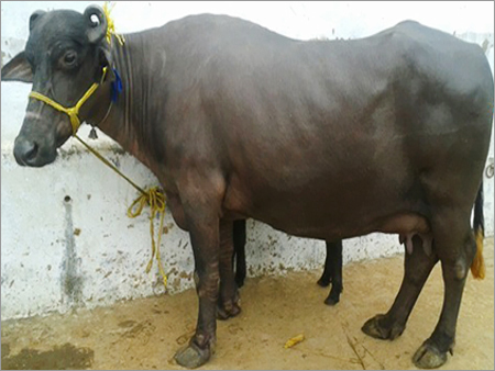 Mehsana Buffalo Mehsana Buffalo