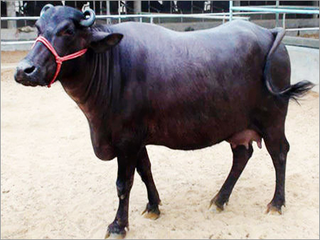 Mehsana Black Buffalo Mehsana Black Buffalo