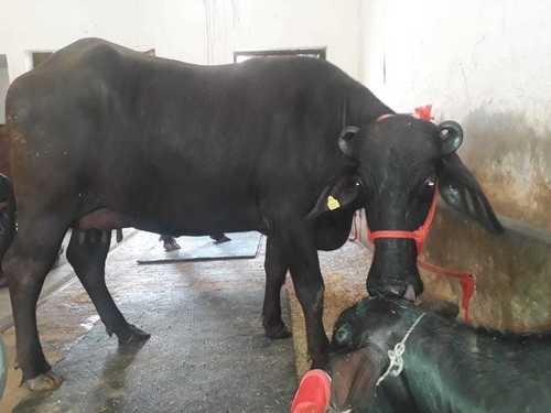 Nili Ravi Buffalo Nili Ravi Buffalo
