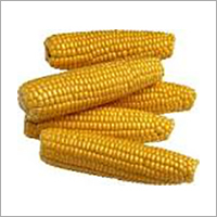Yellow Corn