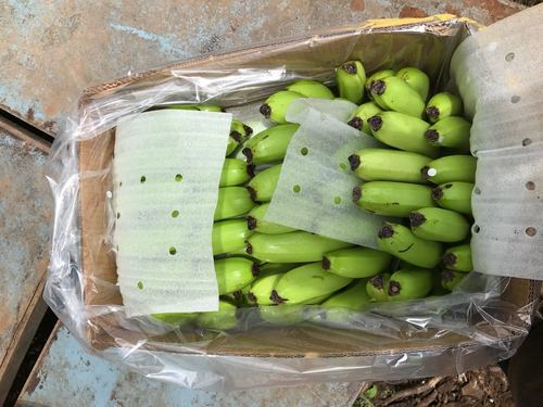 Green & Yellow Cavendish Banana