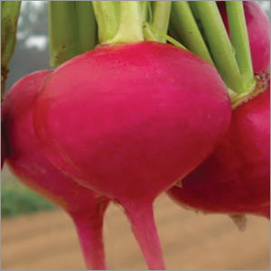 Turnip Desi Red Vegetable Seeds