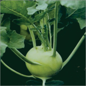 Kohl Rabi Early White Viena Vegetable Seeds