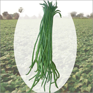Yard Long Beans (LAFA) Vegetable Seeds