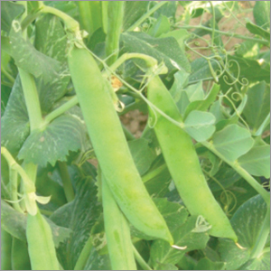 Peas E-6 Vegetable Seeds