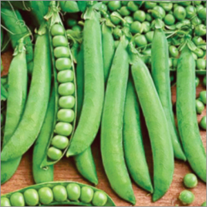 Peas (DS 10)Vegetable Seeds