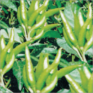 Chilli Suraj Mukhi Vegetable Seeds
