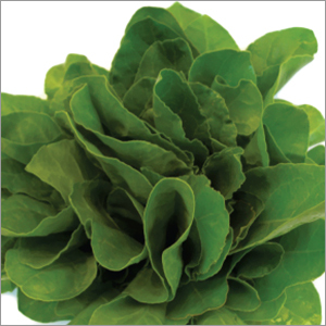 Spinach Vegetable Seeds