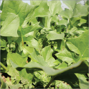 Spinach Kantedar Vegetable Seeds