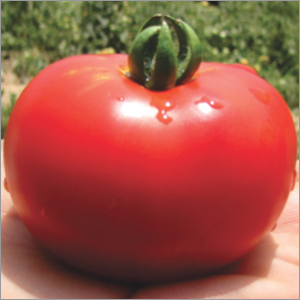 Tomato Pusa Early Dwarf Vegetable Seeds