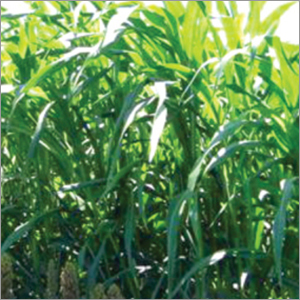 SSG F1 (Fodder Seed)