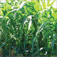 Ssg F1 (fodder Seed)
