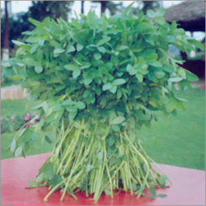 Barseem Wardan (Fodder Seed)