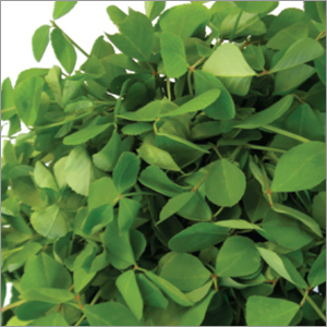 Methi Multicut Vegetable Seeds