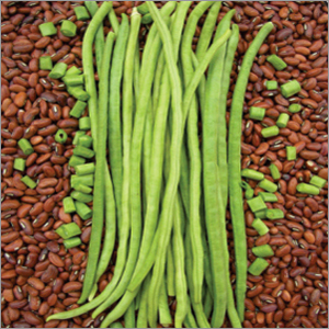 Coriander (K5)
