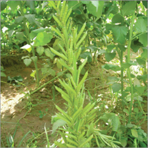 Cluster Beans (Guar) Desi Vegetable Seeds