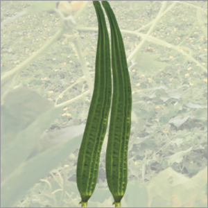 Ridge Gourd Long Green Vegetable Seeds