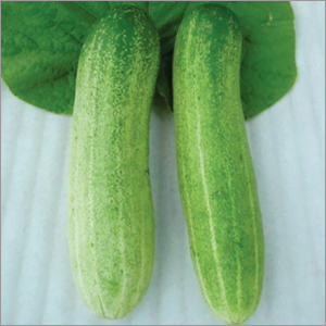 Cucumber Rainy Season Vegetable Seeds