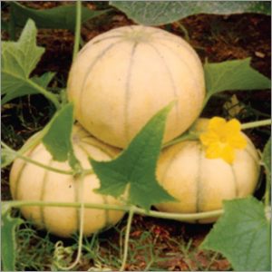 Cauliflower Durgesh (41)