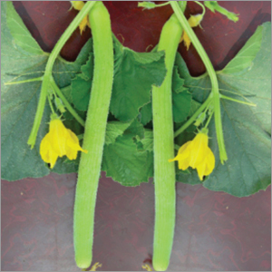 Long Melon Durgesh Komal Vegetable Seeds