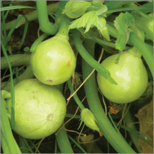 Summer Squash (Chappan Kadu) Vegetable Seeds