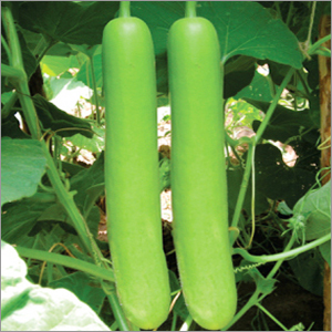 Bottle Gourd Gutka Vegetable Seeds