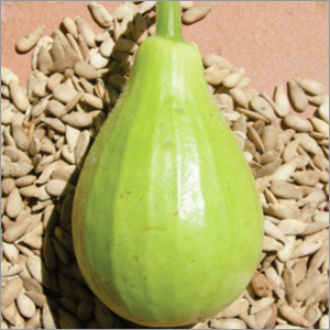 Bottle Gourd Lattu (Bulb Shape)