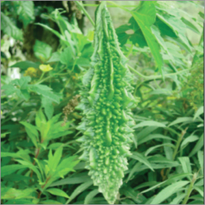 Bitter Gourd Durgesh Research Vegetable Seeds