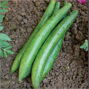 Sponge Gourd Dark Green Vegetable Seeds