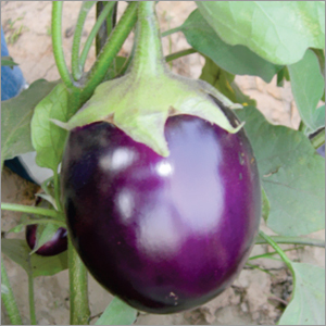Brinjal Purple Round (BR-112) Vegetable Seeds
