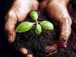 Bio Fertilizers By Sat Sri Sai Crop Protection Science Pvt. Ltd.