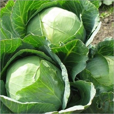 Preserved Cabbage