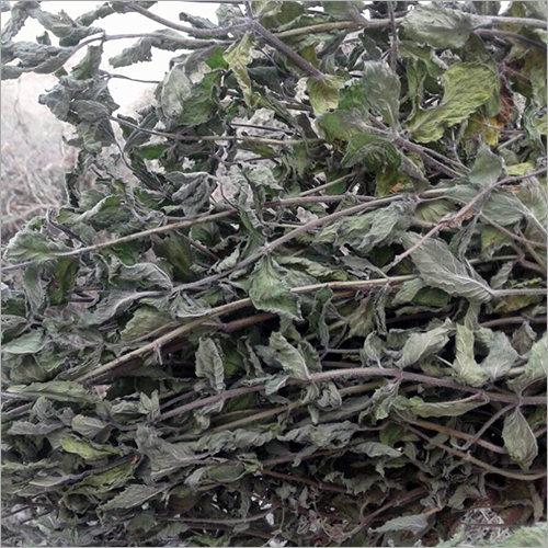 Dried Pudina