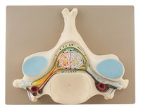 VERTEBRAE