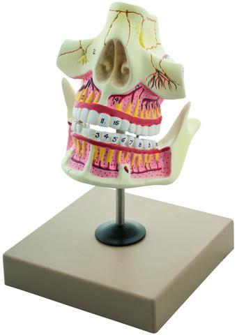 ADULT DENTURE