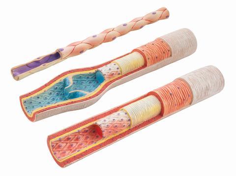 Anatomy of Artery, Vein and Capillary