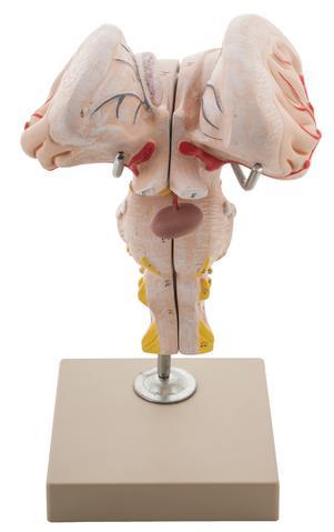 Brain Stem - Application: Hospital