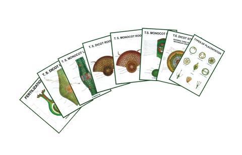 General Botany Models-III