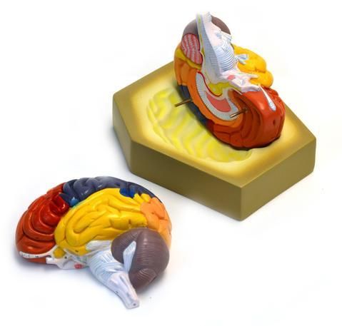 COLORED HUMAN BRAIN MODEL - LIFE SIZE