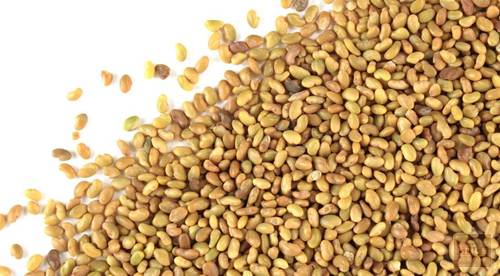 Lucerne Seeds